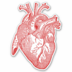 Vintage Human Anatomy Heart