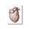 Vintage Human Anatomy Heart Organs Healthy