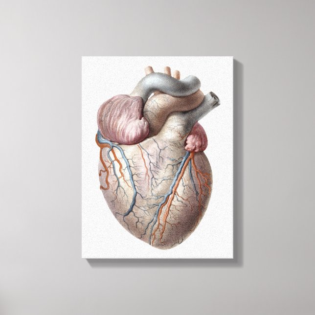 Vintage Human Anatomy Heart Organs Healthy Canvas Print (Front)