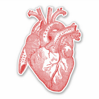 Vintage Human Anatomy Heart Red