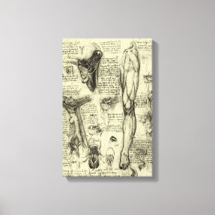 Vintage Human Anatomy Larynx Leg Leonardo da Vinci Canvas Print