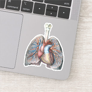 Vintage Human Anatomy Lungs Heart Organs Blood