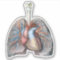 Vintage Human Anatomy Lungs Heart Organs Blood