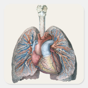 Vintage Human Anatomy Lungs Heart Organs Blood Square Sticker