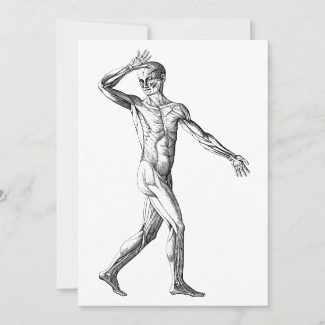 Vintage Human Anatomy, Male Body Muscles (Front)