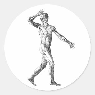 Vintage Human Anatomy, Male Body Muscles Classic Round Sticker