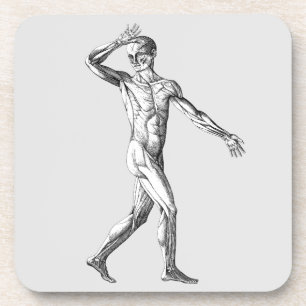 Vintage Human Anatomy, Male Body Muscles Coaster