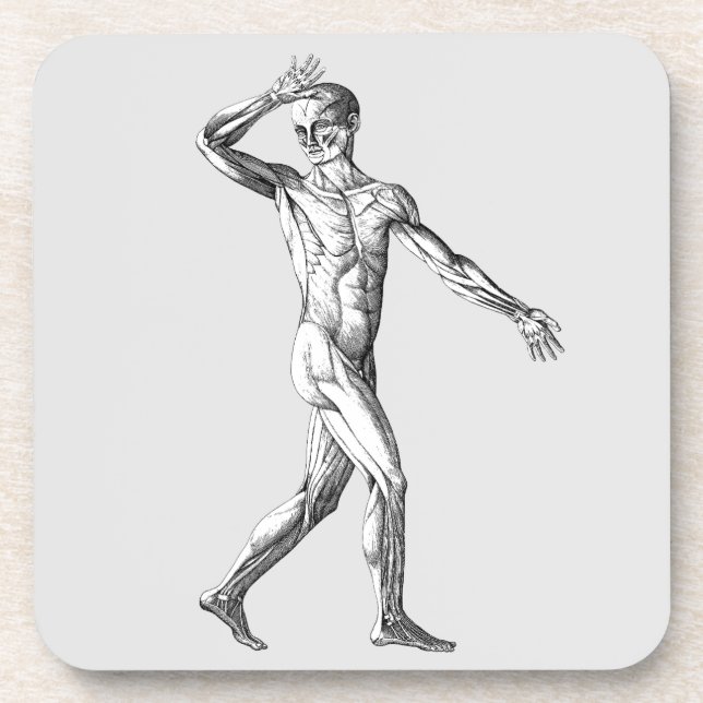 Vintage Human Anatomy, Male Body Muscles Coaster (Front)