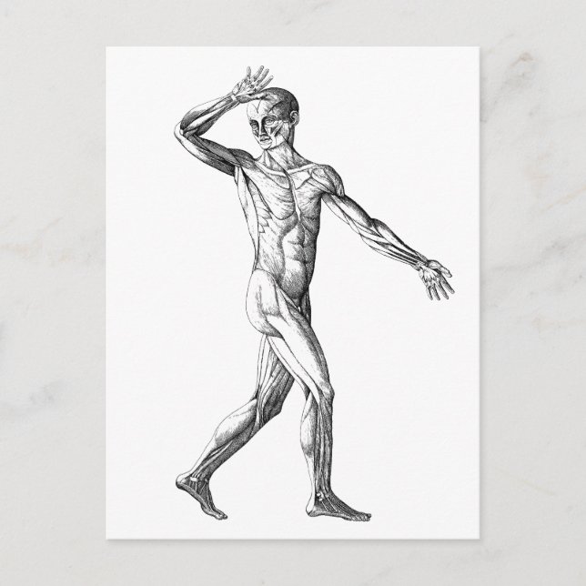 Vintage Human Anatomy, Male Body Muscles Postcard (Front)