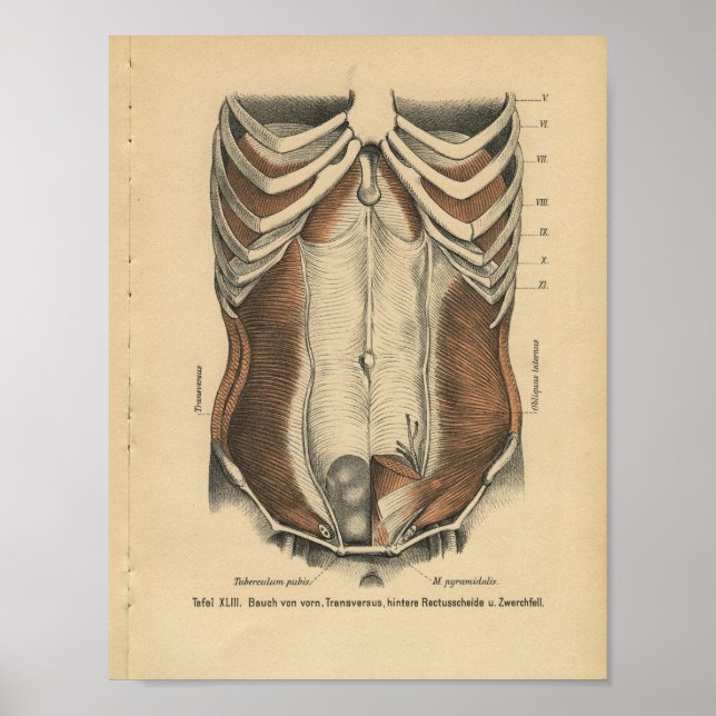 Vintage Human Anatomy Print Abdominal Muscles (Front)