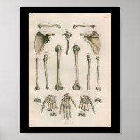 Vintage Human Anatomy Print Arm Hand Bones