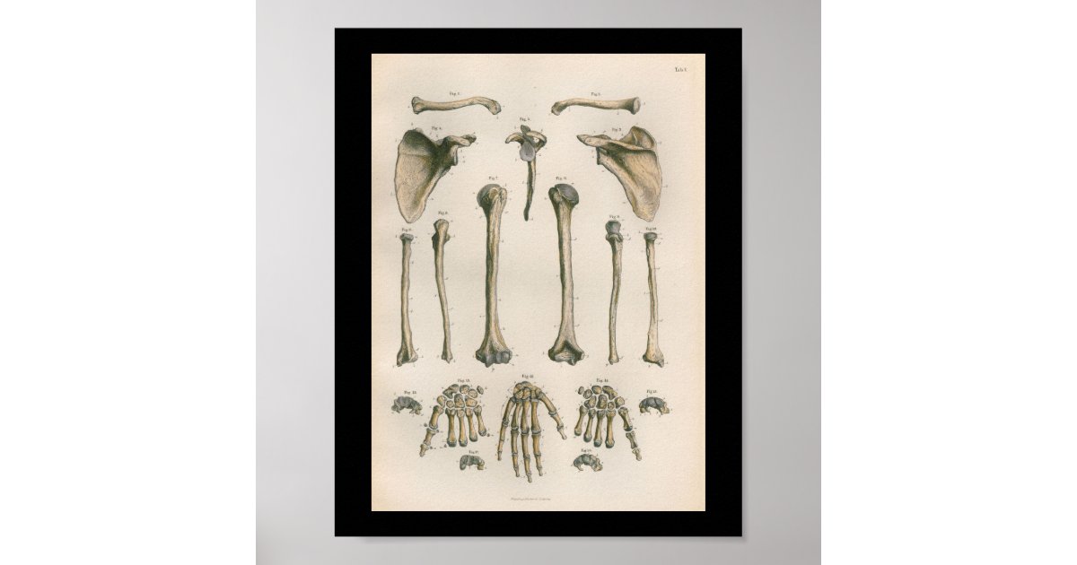Vintage Human Anatomy Print Arm Hand Bones | Zazzle