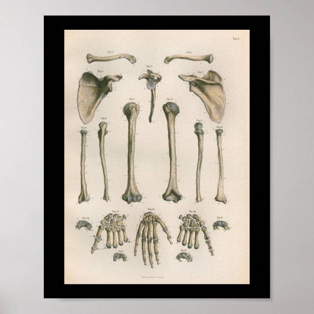 Vintage Human Anatomy Print Arm Hand Bones (Front)