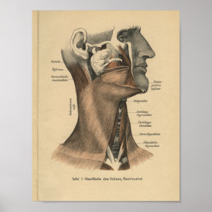 Vintage Human Anatomy Print Face and Neck