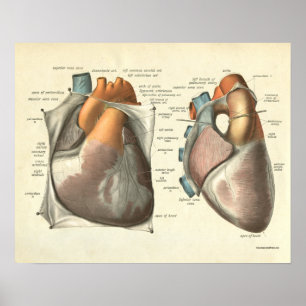 Vintage Human Anatomy Print Heart Muscles