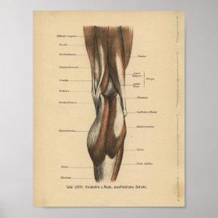 Vintage Human Anatomy Print Leg Muscles