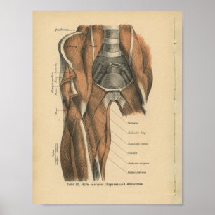 Vintage Human Anatomy Print Leg Muscles