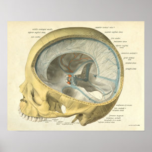 Vintage Human Anatomy Print Skull Internal
