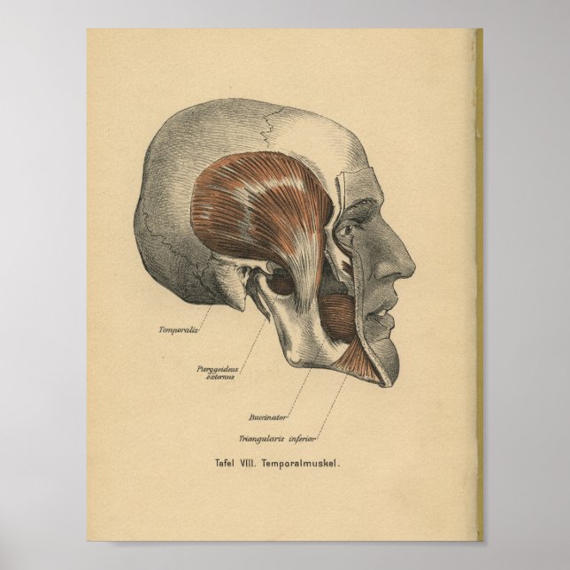 Vintage Human Anatomy Print Skull jaw Muscles (Front)