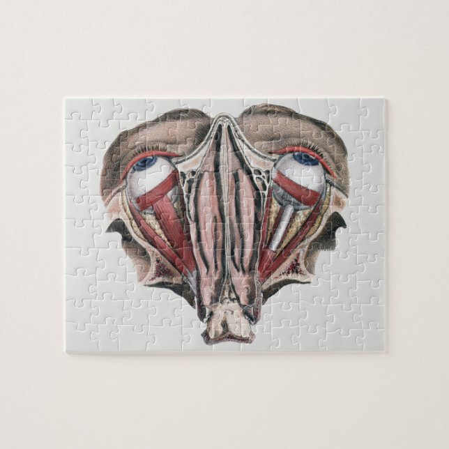 Vintage Human Anatomy Science, Eyeballs Eyes Jigsaw Puzzle (Horizontal)
