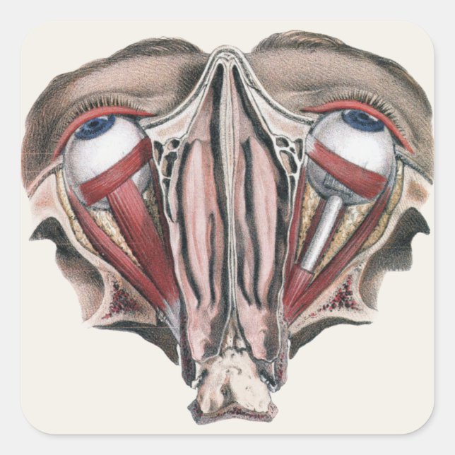 Vintage Human Anatomy Science, Eyeballs Eyes Square Sticker (Front)