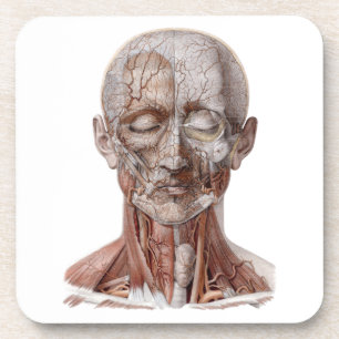 Vintage Human Anatomy Science, Head Throat Nose Coaster