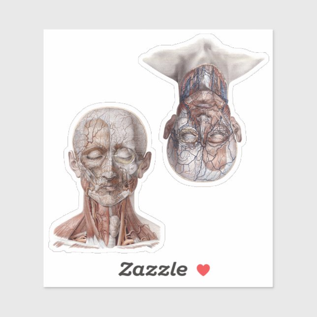 Vintage Human Anatomy Science Heads (Sheet)