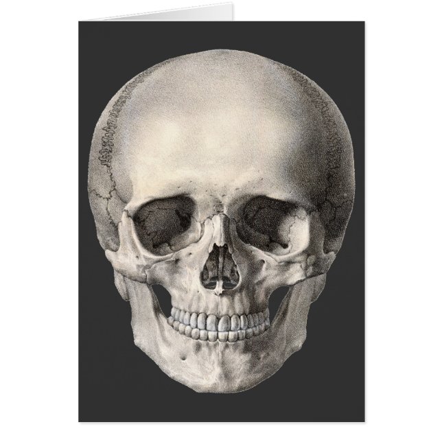 Vintage Human Anatomy Skull, Halloween Skeleton (Front)