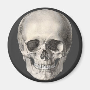 Vintage Human Anatomy Skull, Halloween Skeleton Magnet