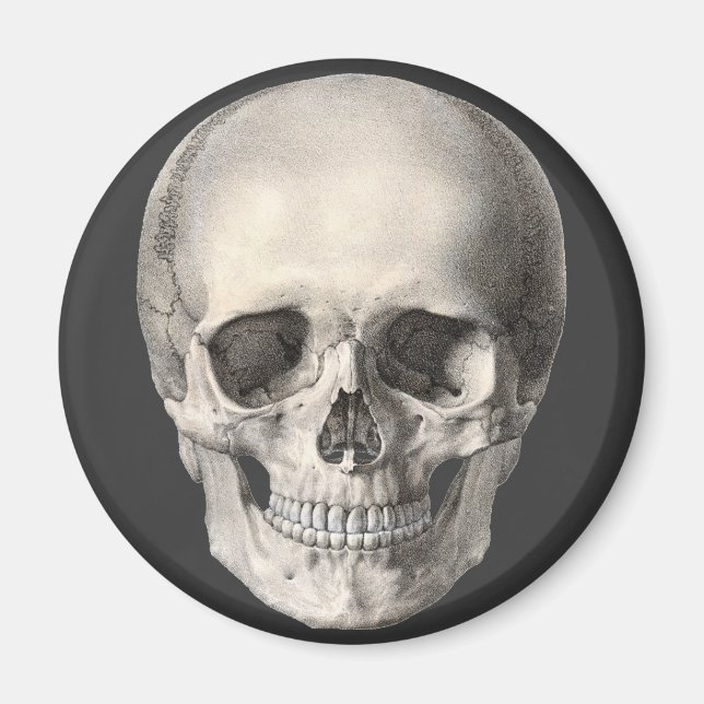 Vintage Human Anatomy Skull, Halloween Skeleton Magnet (Front)