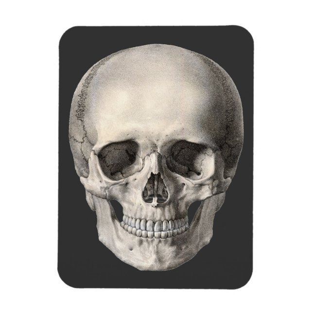 Vintage Human Anatomy Skull, Halloween Skeleton Magnet (Vertical)