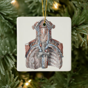 Vintage Human Anatomy Throat, Neck, Chest, Ribs Ceramic Ornament