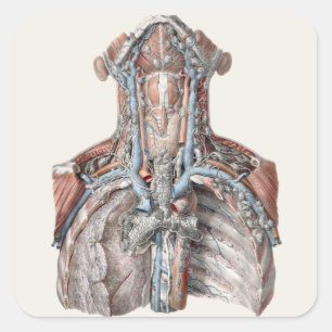Vintage Human Anatomy Throat, Neck, Chest, Ribs Square Sticker