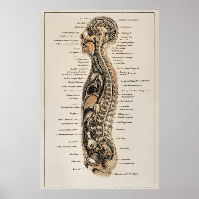 Vintage Human Body Anatomy Chart (Front)