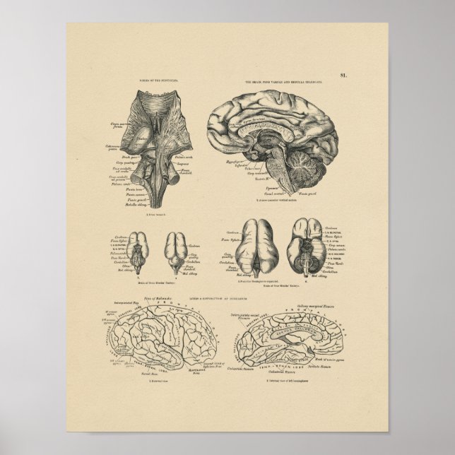 Vintage Human Brain Anatomy 1880 Print (Front)