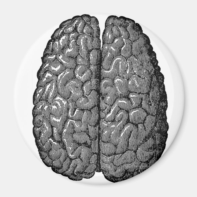 Vintage Human Brain Illustration Magnet (Front)