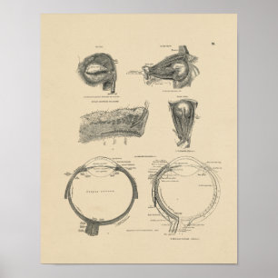 Vintage Human Eye Anatomy 1880 Print