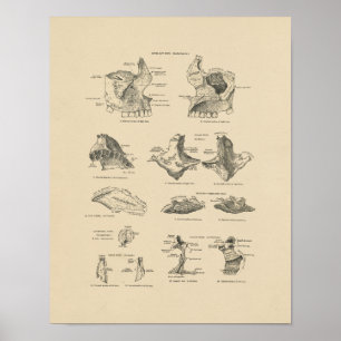 Vintage Human Facial Bones 1880 Print