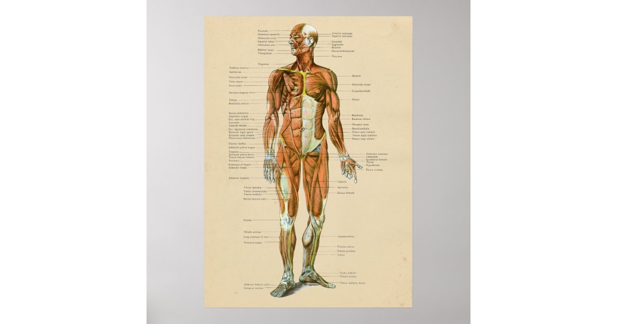 Vintage Human Muscle Anatomy Chart Anterior | Zazzle.co.uk