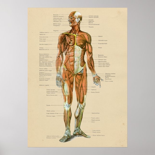 Vintage Human Muscle Anatomy Chart Anterior (Front)