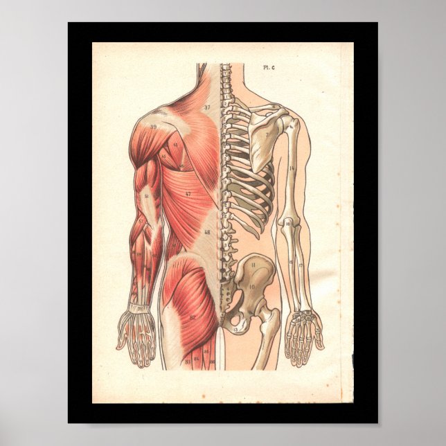 Vintage Human Muscle and Skeletal Anatomy Print (Front)