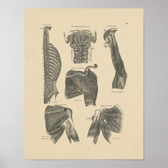 Vintage Human Muscles Anatomy 1880 Print (Front)