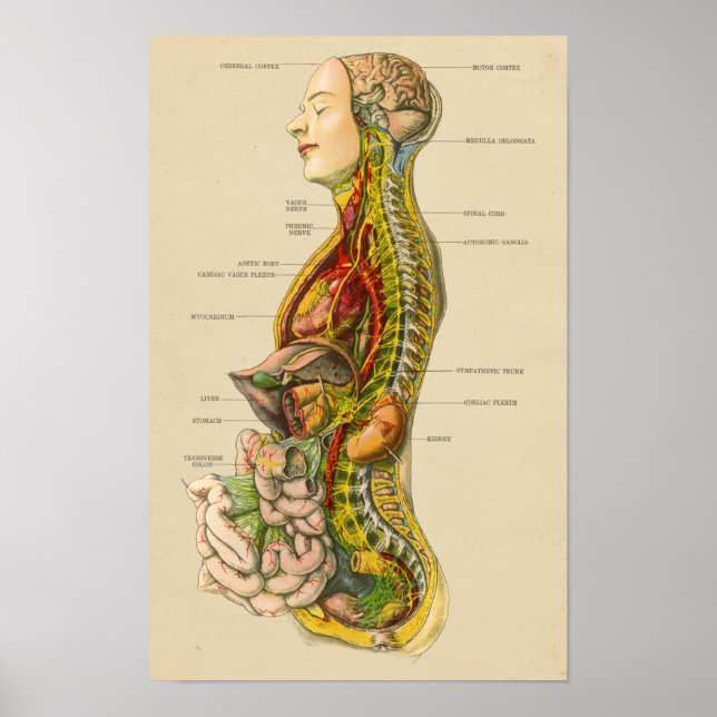 Vintage Human Nervous System Anatomy Chart (Front)