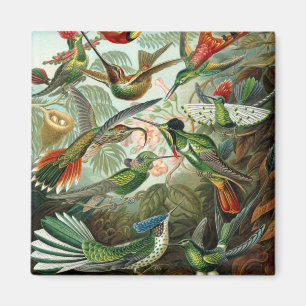 Vintage hummingbird Antique Art Print Magnet