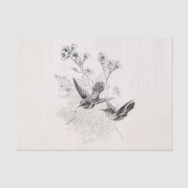 Vintage Hummingbird Antique Birds Template Tissue Paper (Front)