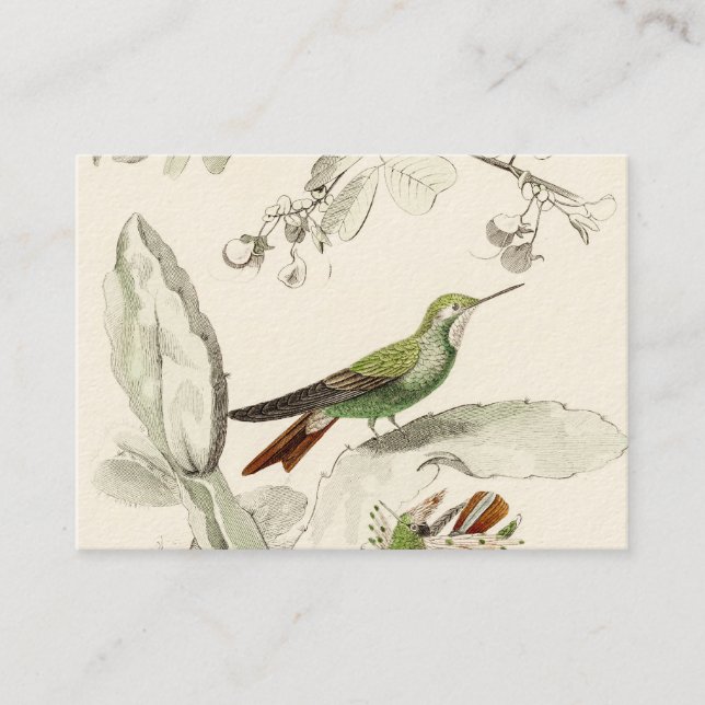 Vintage Hummingbird Illustration - 1800's Birds Business Card (Front)
