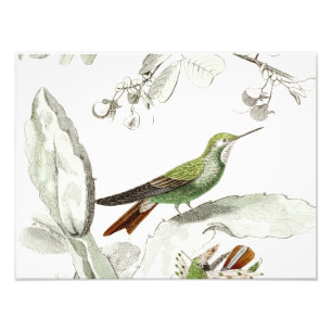 Vintage Hummingbird Illustration - 1800's Birds Photo Print
