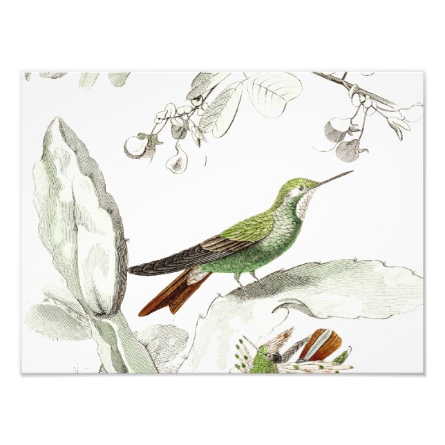 Vintage Hummingbird Illustration - 1800's Birds Photo Print (Front)