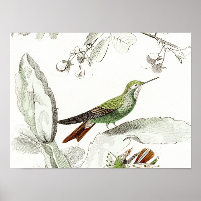 Vintage Hummingbird Illustration - 1800's Birds Poster (Front)
