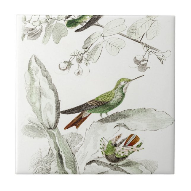 Vintage Hummingbird Illustration - 1800's Birds Tile (Front)